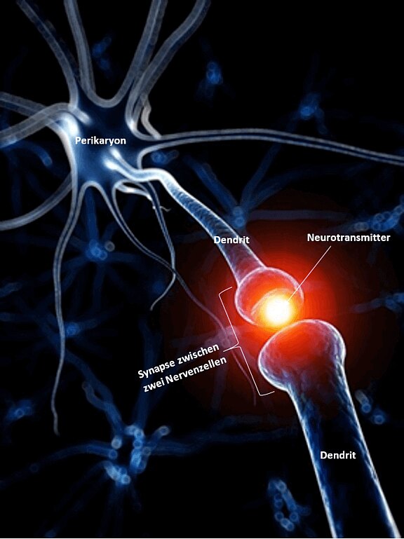Physiologie_5.jpg 