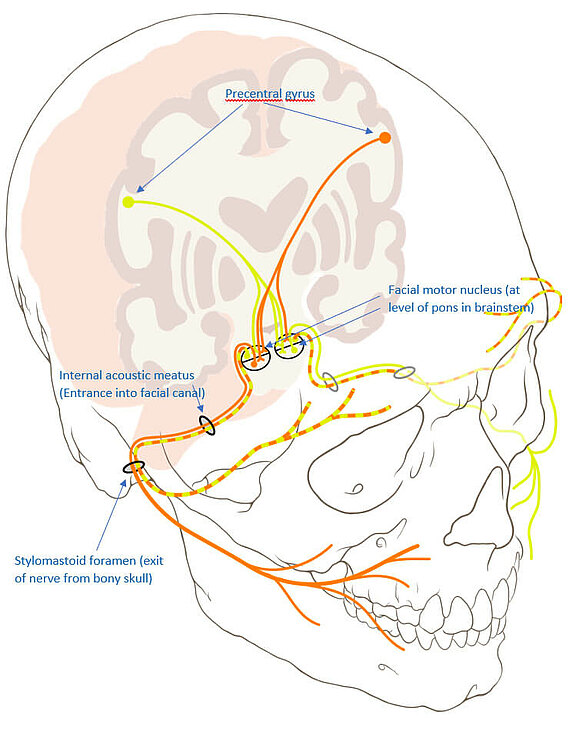Physiologie_1_eng.jpg 