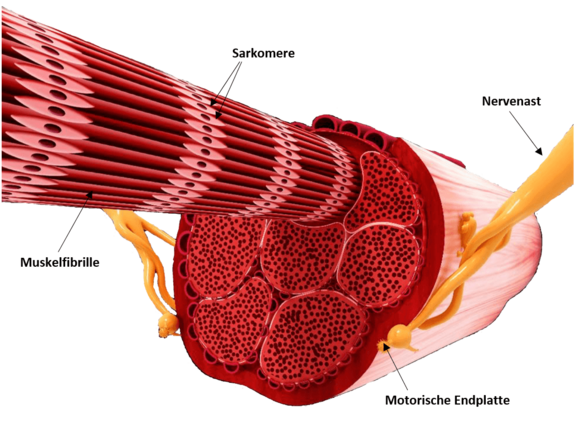 Physiologie_4.png 