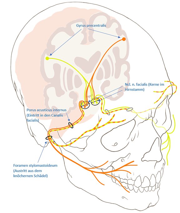 Physiologie_1.jpg 