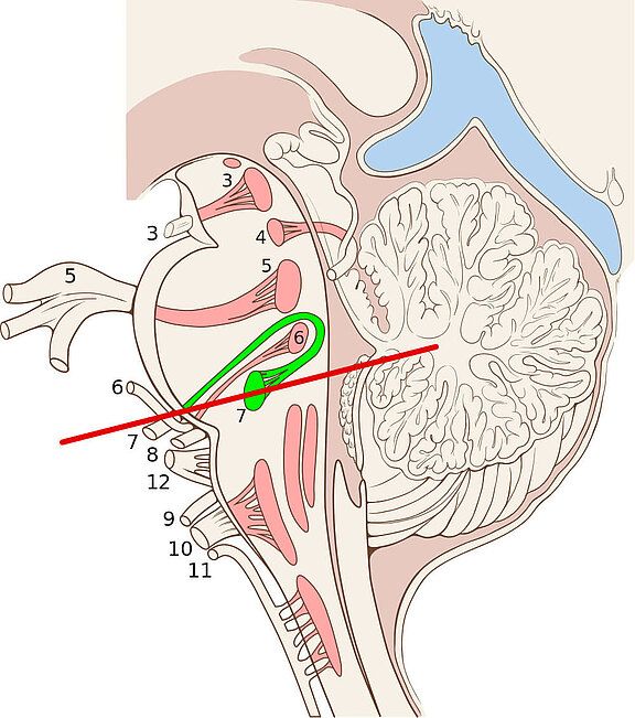 Anatomie_6.jpg 