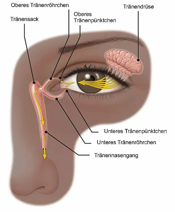 Traenenkanalsystem.jpg 