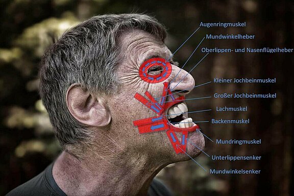 mimische_Muskulatur_2.jpg 