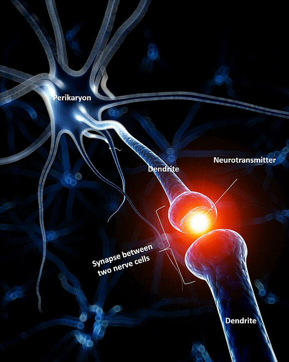Physiologie_5_eng.jpg 