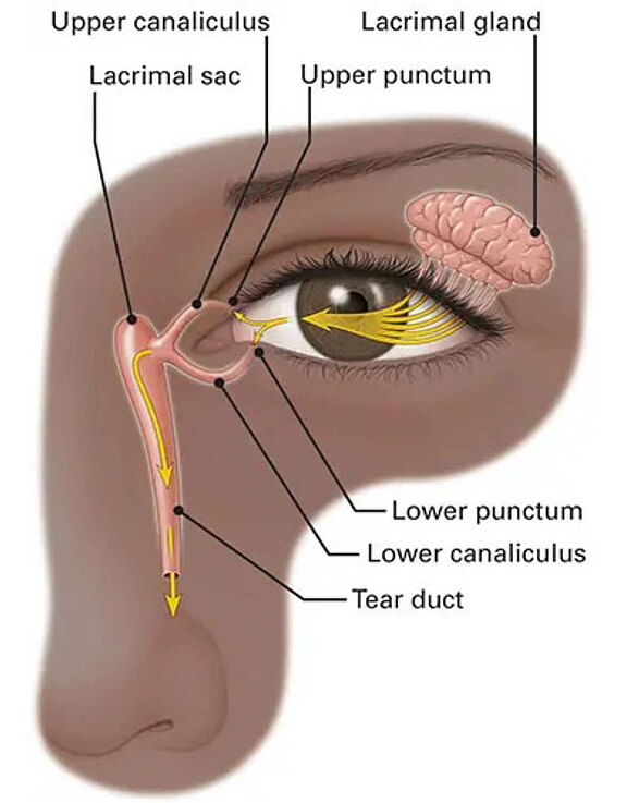 Tear-Drainage-System_eng.jpg 