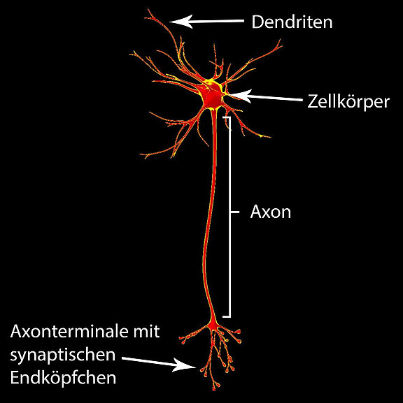 Physiologie_2.jpg 
