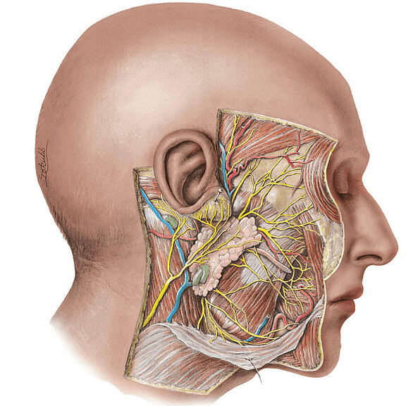 Anatomie_1.jpg 