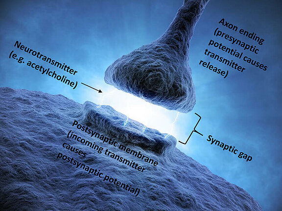 Physiologie_3_eng.jpg 
